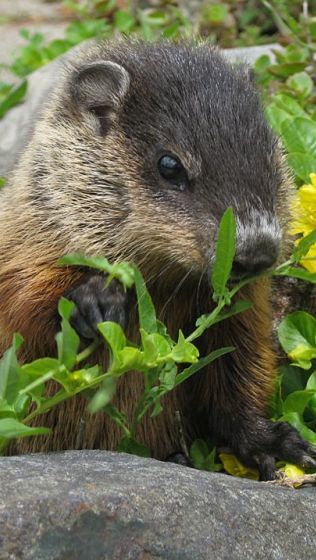 © 2010 Toronto Wildlife Center