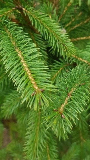 White spruce