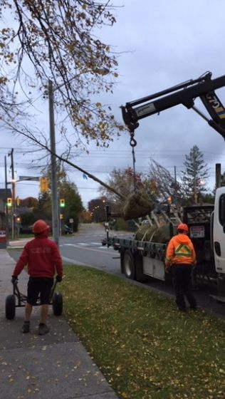 Workers lifting tree out of a truck with a crane