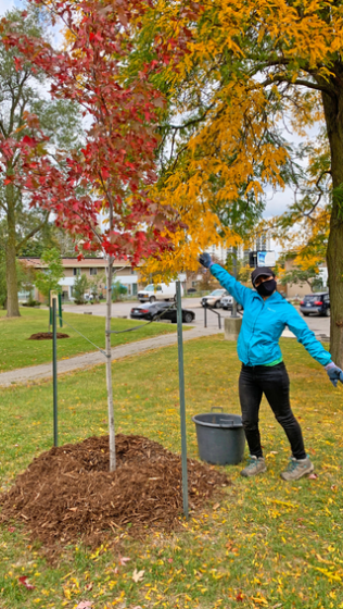 person standing next to newly planted trees