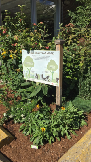 Bathurst Station (Markham St Entrance) garden