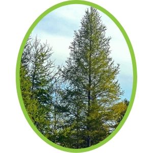 tamarack(creative commons)