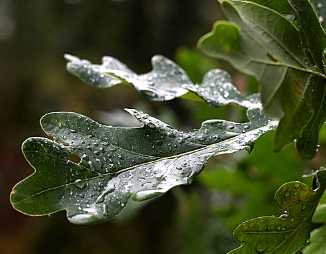 Oak leaves in the rain