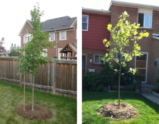 A tree planted in the backyard and a tree planted in the front yard