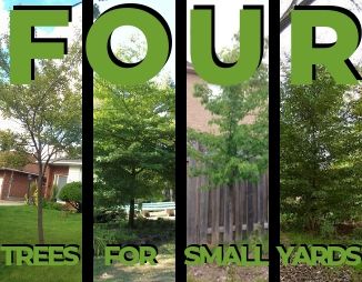 Four Trees for Small Yards