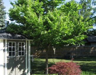 Hackberry in a backyard