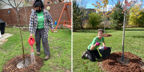 Protect trees by watering and mulching(Left: © 2022 Jon Curtis / LEAF; Right: © 2022 Brian Millward / LEAF)