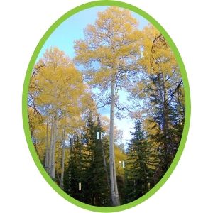 Trembling aspen with yellow fall colour(creative commons)