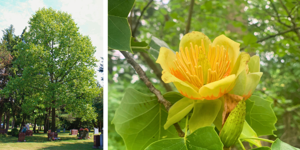 Tulip tree form and flowers (Left: © 2016 Brenna Anstett / LEAF. Right: © 2021 Natepow / iNaturalist.org by CC0 license.)