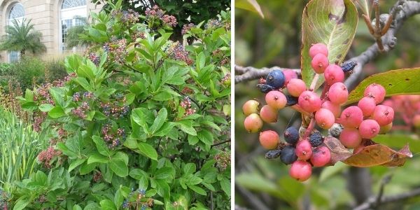 A mature northern wild raisin shrub (left) and close up of its fruit (right)(©2014 dc gardens; ©2009 Brian McAllistar)