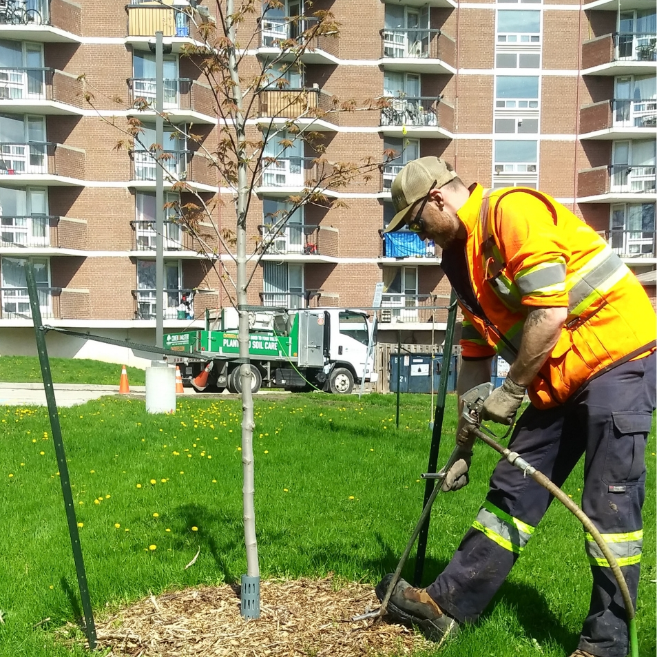 Cohen and Master staff treat newly planted trees with a soil enhancer(© 2019 Daniela Serodio / LEAF)