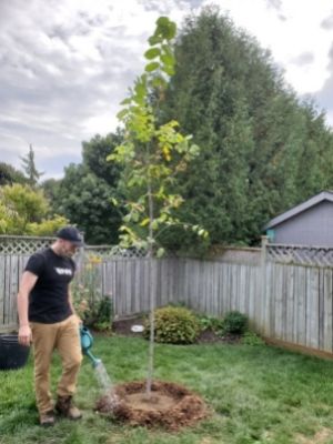 James watering a young american elm(©2020 Adriana Rezai-Stevens )