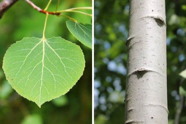 Trembling aspen bark and leaves(©2016 Brenna Anstett / LEAF; ©2016 Brenna Anstett / LEAF)