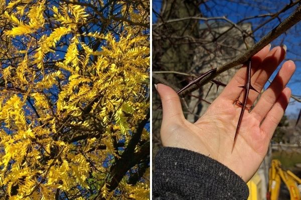 Honey locust leaves and thorns(©2016 Brenna Anstett / LEAF; ©2020 Lam Tran / LEAF)