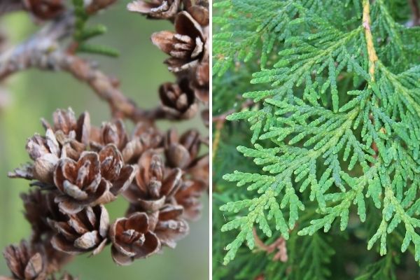 Eastern white cedar cones and scales(©2016 Brenna Anstett / LEAF; ©2016 Brenna Anstett / LEAF)