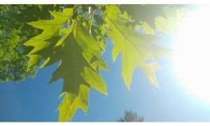 Oak leaves in the sun(@2018 CC)