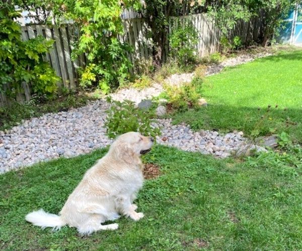 Dog next to arrowwood - caption: Lucy beside the arrowwood, on squirrel alert.(©2020 Jack Patriarche)