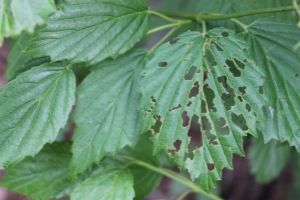 Arrowwood leaf damaged by viburnum leaf beetle(© 2016 Brenna Anstett / LEAF)