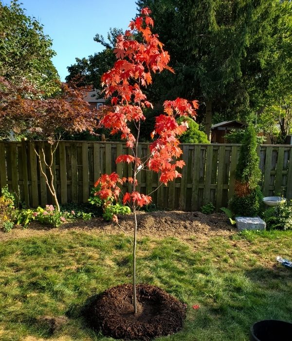 Newly planted tree with fall colours(©2020 Adriana Rezai-Stevens / LEAF)