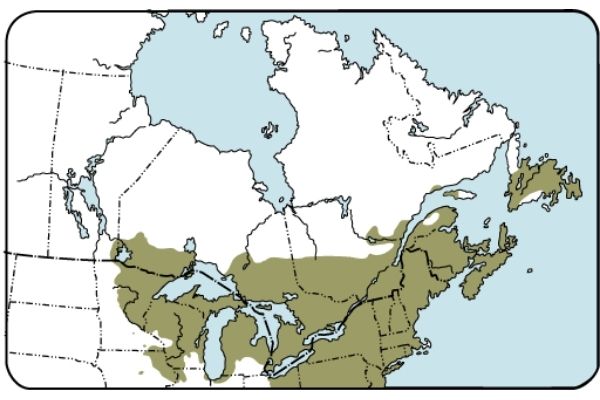 Map of eastern Canada showing white pine coverage in Great Lakes region, Quebec and Maritimes provinces.(© 2015 Natural Resources Canada)