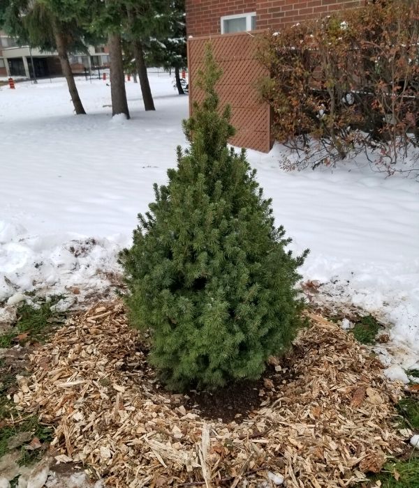 White spruce in winter(©2019 Brenna Anstett / LEAF)