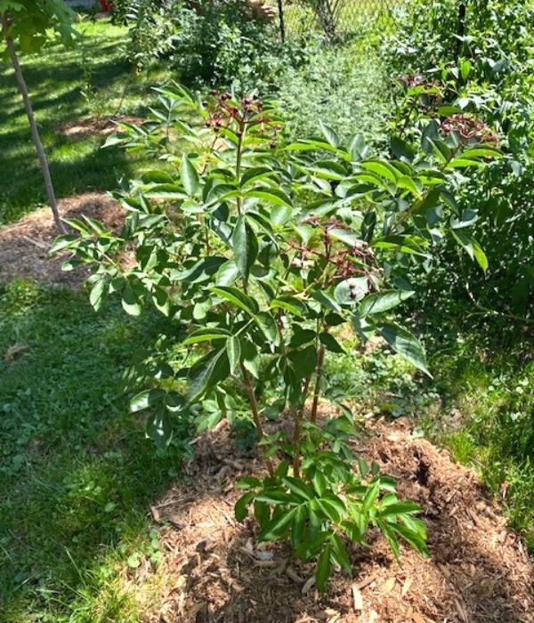 elderberry shrub - caption: Amazingly, the elderberry produced flowers in June and berries in August. The sugar maple and pussy willow are behind it.(©2016 Jack Patriarche)