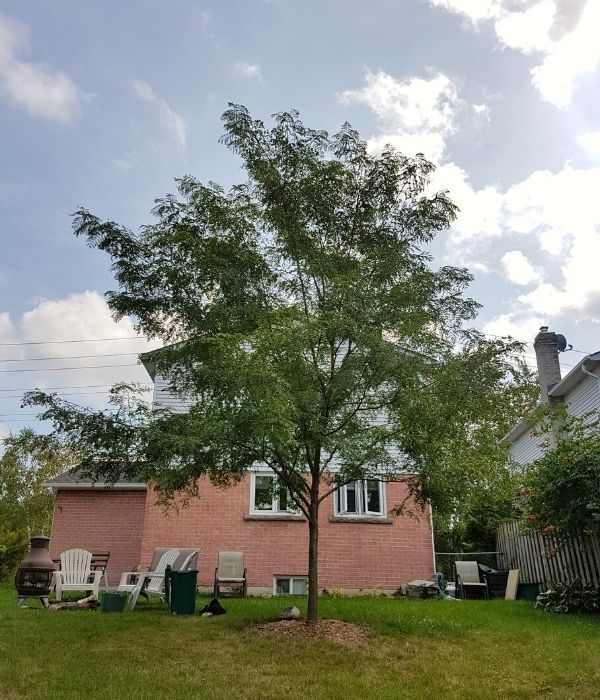 Honey locust in front of house(© 2019 Adriana Rezai-Stevens / LEAF)