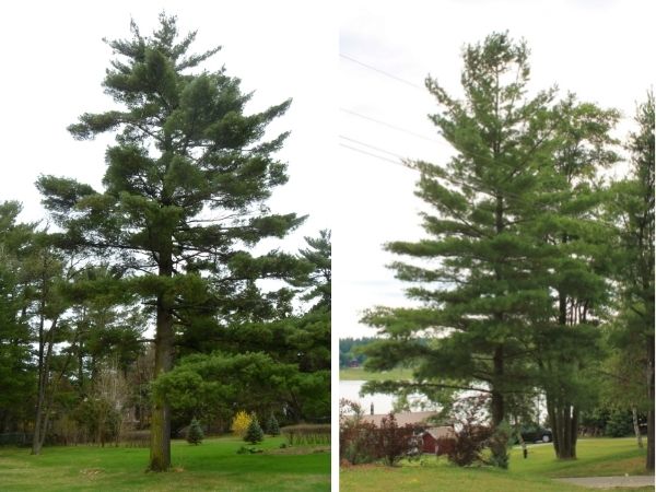 White pine growth form (© 2011 Mike Alkema; 2016 Brenna Anstett / LEAF)