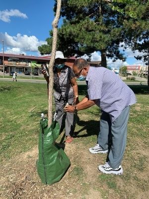 Ranee and Deo, new tenant Tree Care Team members, filling the watering bag of a Kentucky coffeetree at 65 Greencrest Cres.(© 2020 Maiesha Abdelmoula / LEAF)