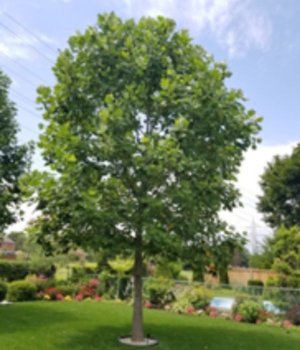 Tulip tree in backyard(©2019 Brenna Anstett / LEAF)