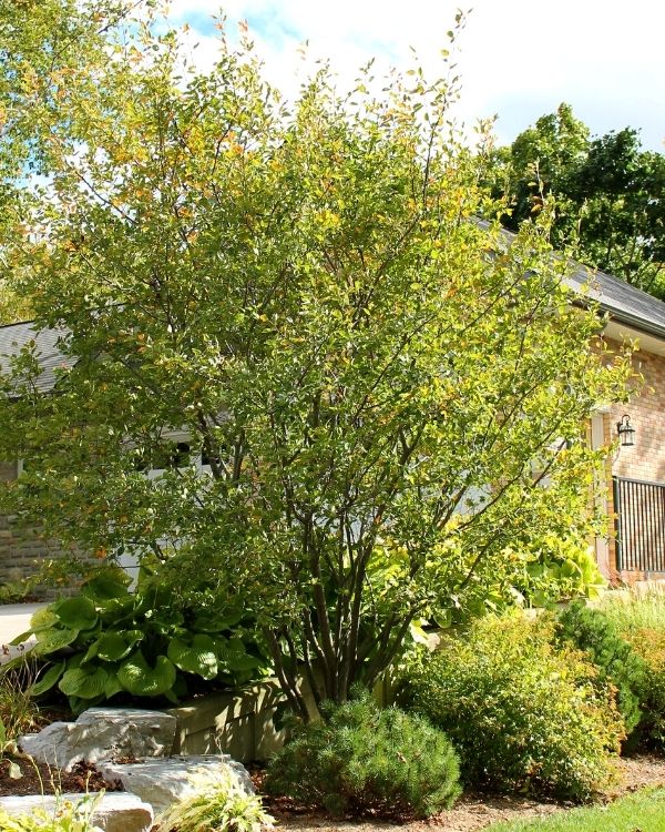 Serviceberry in front of house(©2016 Brenna Anstett / LEAF)