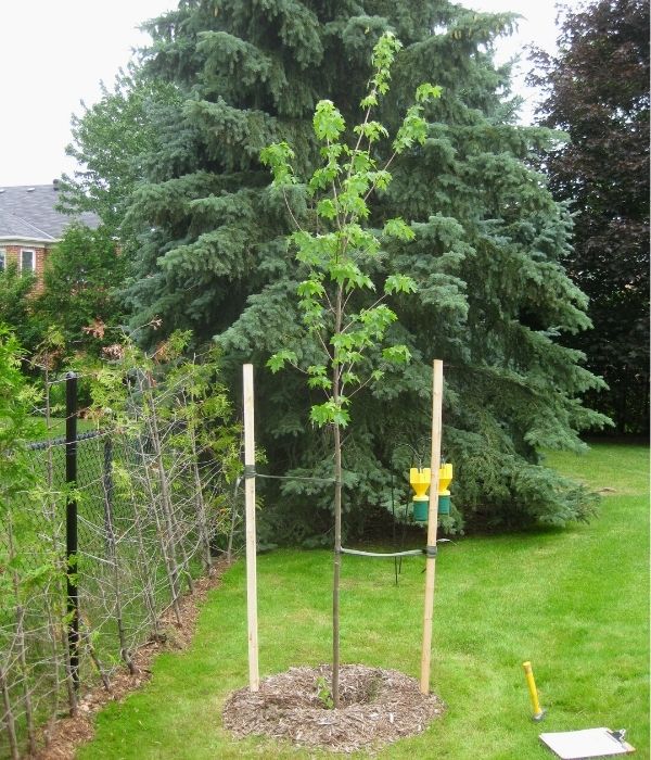 Tree staked due to wind(©2015 Brenna Anstett / LEAF)