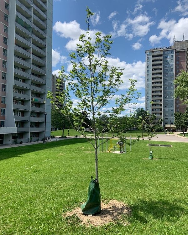 Newly planted tree on TCH property(©2021 Ruiqi Zhao / LEAF)