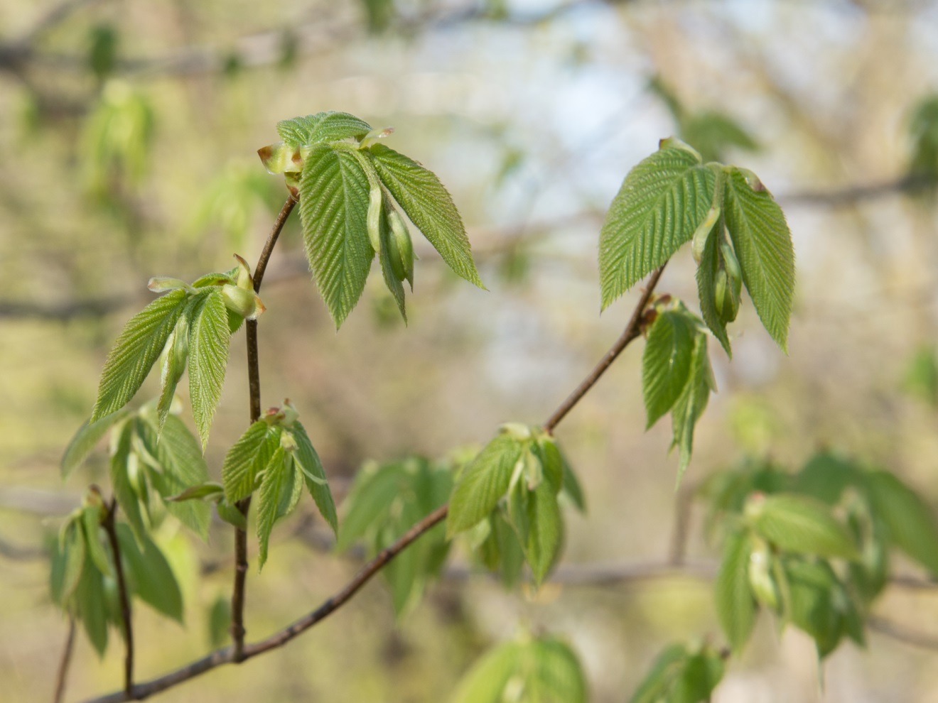 New ironwood leaves(© Lillian Natalizio)