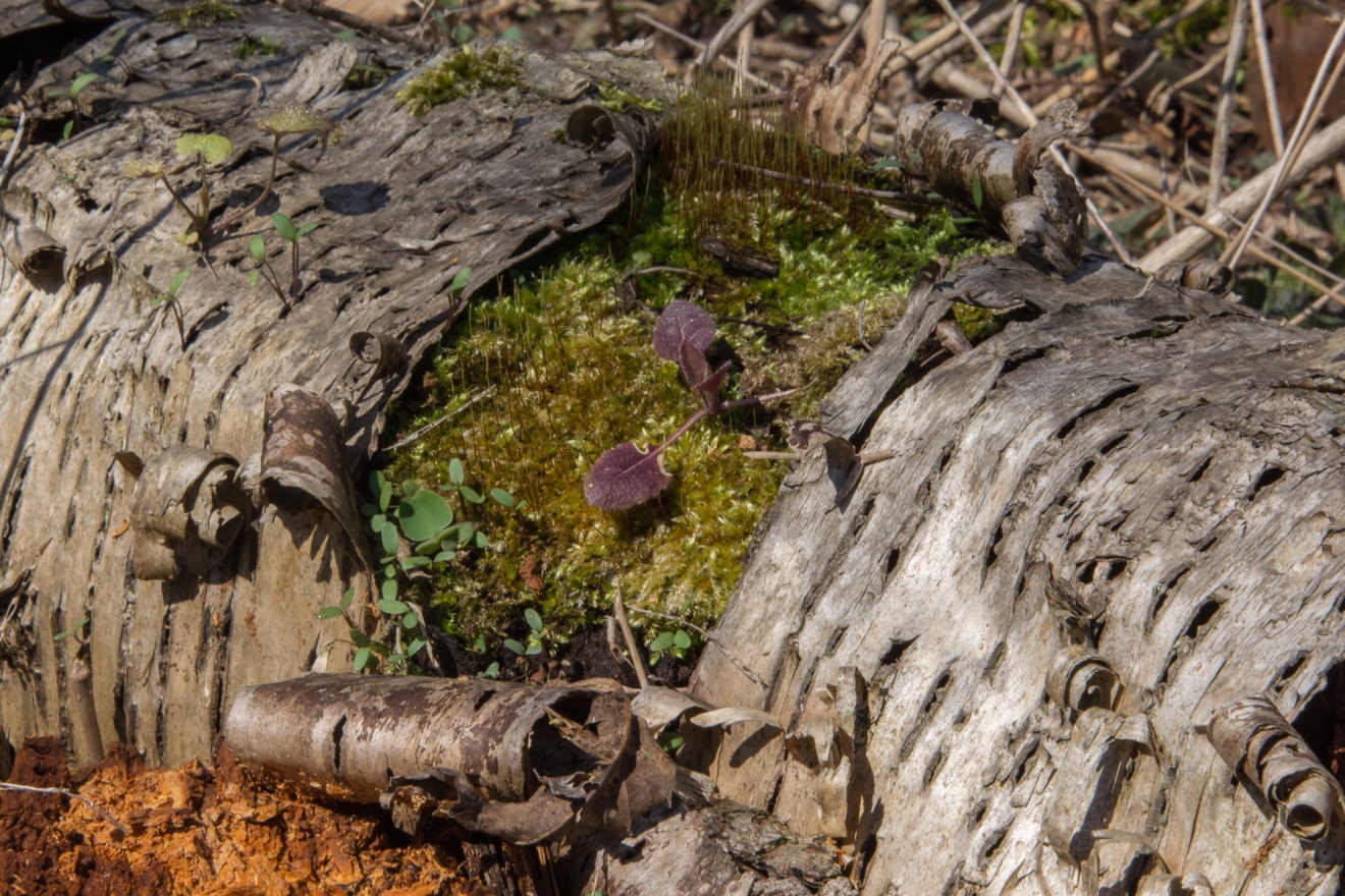 Birch tree log(© Lillian Natalizio)