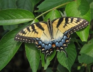 eastern tiger swallowtail