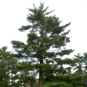 Mature white pine in a green field(© 2011 Mike Alkema / LEAF)