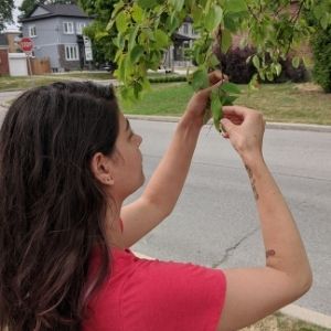 Woman bringing leaves close for observation(© 2020 Lynn Charafedinne)