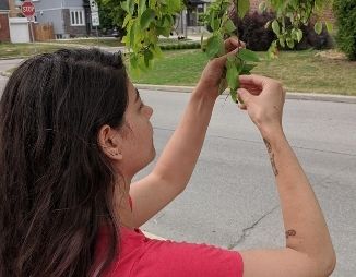 Woman grabbing a leaf to observe