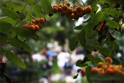 Mountain Ash fruit