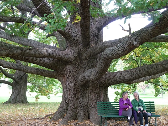 Oak Tree