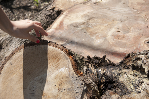 Damaged Norway Maple