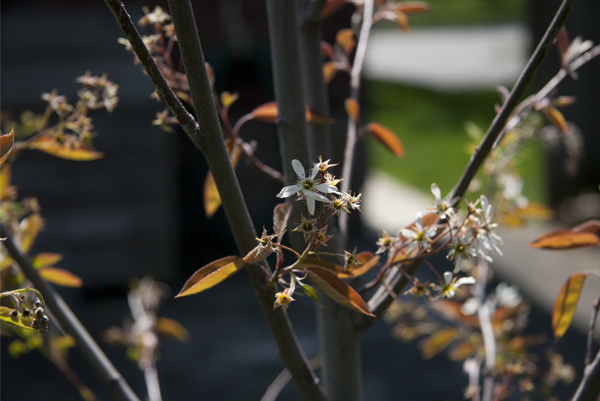 Serviceberry