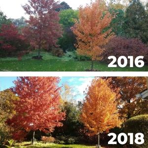 Comparison of two Freeman maples in 2016 (smaller) and 2018 (larger)