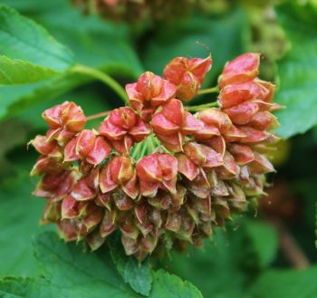 Clusters of red ninebark fruit