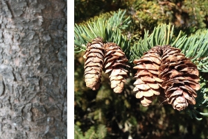 Close-up of white spruce bark and cones hanging on a branch