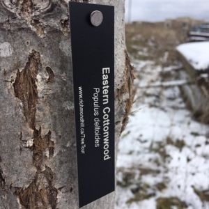 ID tag on t tree trunk reads "eastern cottonwood"