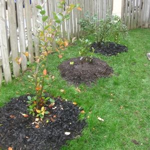 Three young shrubs planted