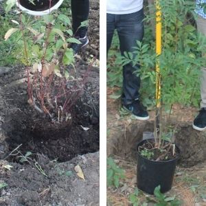 Putting the root system of young shrubs and trees into holes in the ground