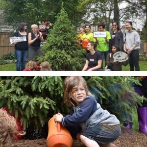 Picture collage of people posing by a newly planted white spruce and of a child watering it